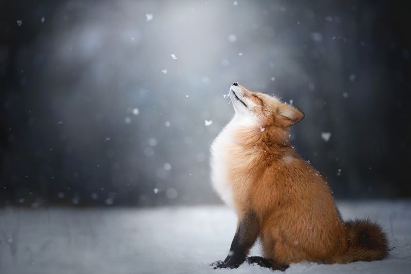 Animales, nieve, invierno, fauna silvestre, pelaje, cola Animales, nieve, invierno, fauna silvestre, pelaje, cola