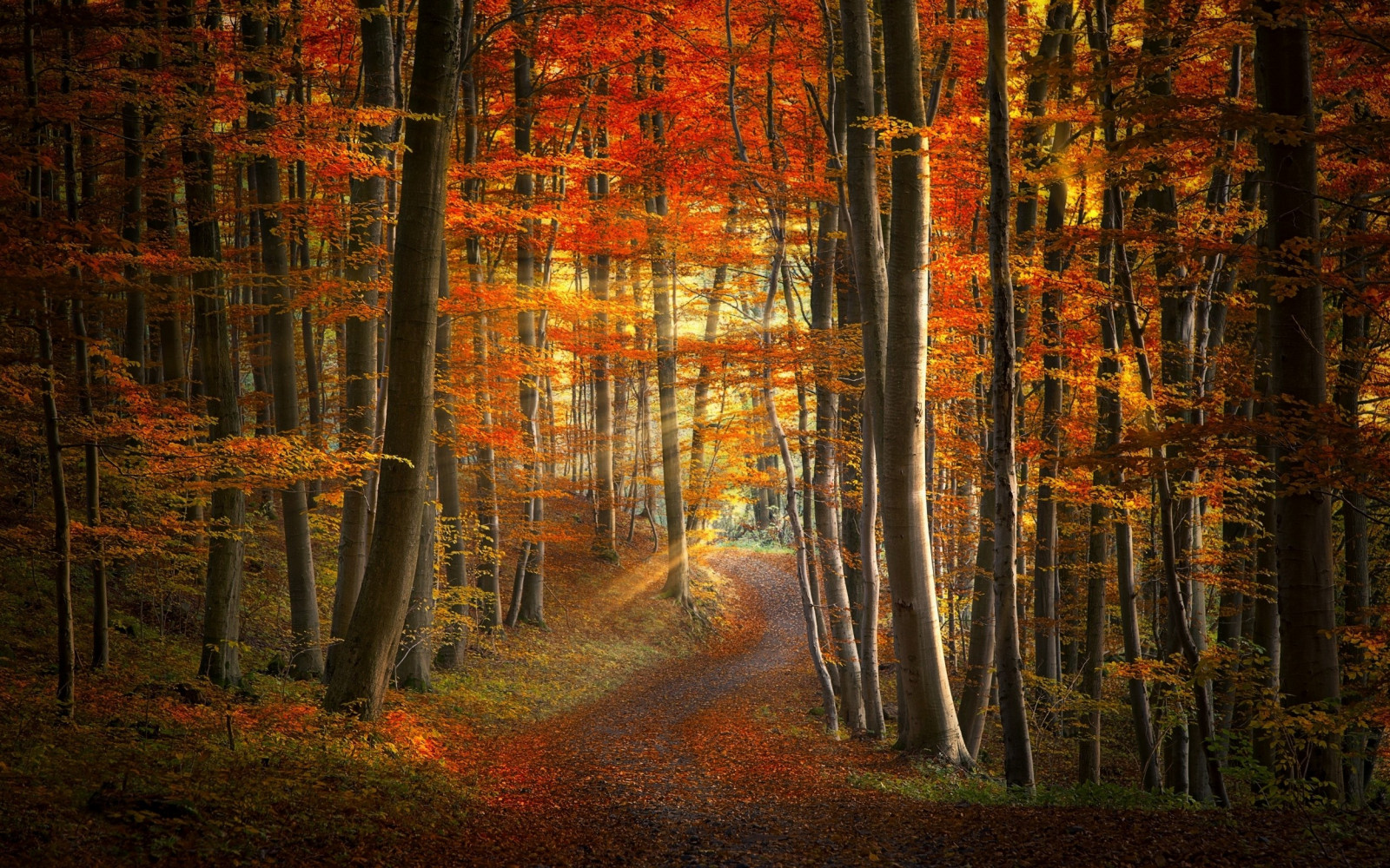 Wallpaper : sunlight, trees, landscape, colorful, forest, fall, leaves ...