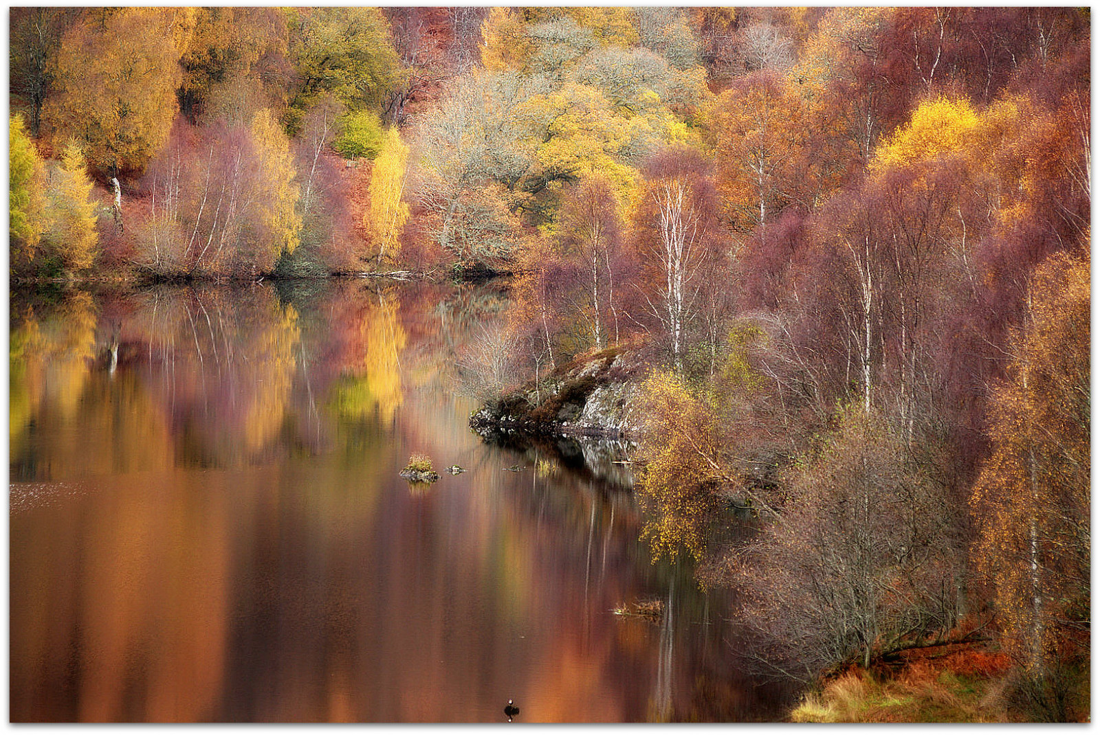 stromy, krajina, malování, Skotsko, textura, mokřadní, strom, podzim, list, sezóna, zálesí, dundee, Pitlochry, Loch Tummel, ericrobbniven, jehličnaté stromy, birchtrees, místo výskytu, moderní umění, impresionista