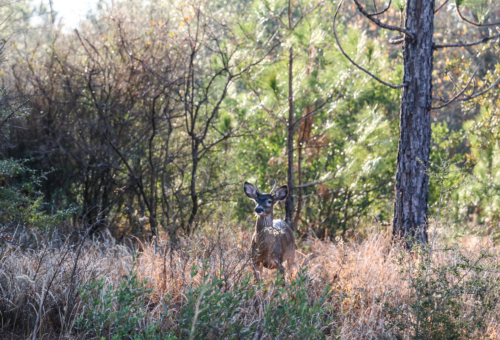 krajina, les, bílý, Jelen, ocas, Příroda, tráva, větev, Volně žijících živočichů, džungle, cesta, strom, rostlina, stezka, Mississippi, zálesí, půda, ekosystém, biome, tráva rodina, prales, křoviny, plant community