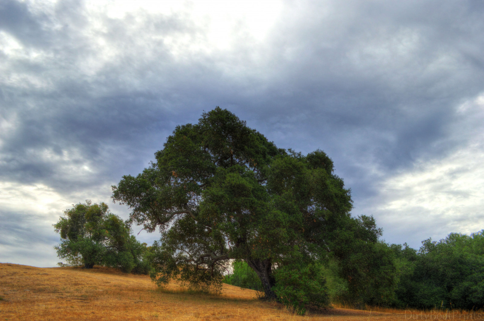 život, Kalifornie, starý, ráno, stromy, světlo, nebe, mlha, bouřka, hory, západ, strom, oko, Příroda, Krásná, krása, déšť, mraky, venkovský, krajina, voják, svítání, nás, DOPOLEDNE, úžasný, dub, starověký, Nikon, báseň, sama, Pacifik, zakalený, stativ, tvrdý, příběh, osamělý, lekce, NIKKOR, pláně, duby, svatyně, Kentaur, dubový