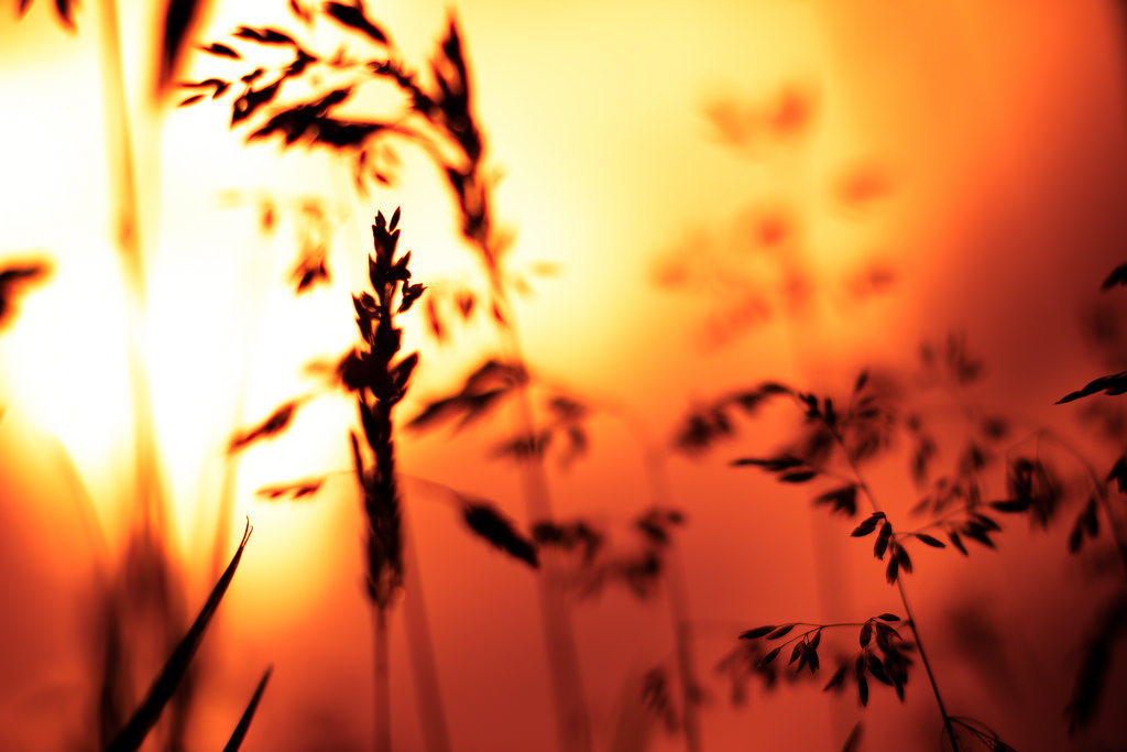 solnedgang, rød, himmel, orange, Sol, sløring, græs, silhuet, Canon, 50mm, bokeh, hurtig, 50mm14, 365, halvtreds, canon50mm14, project365, 60d, canon60d, Nyd de små ting, alexturton, alexturtonphotography