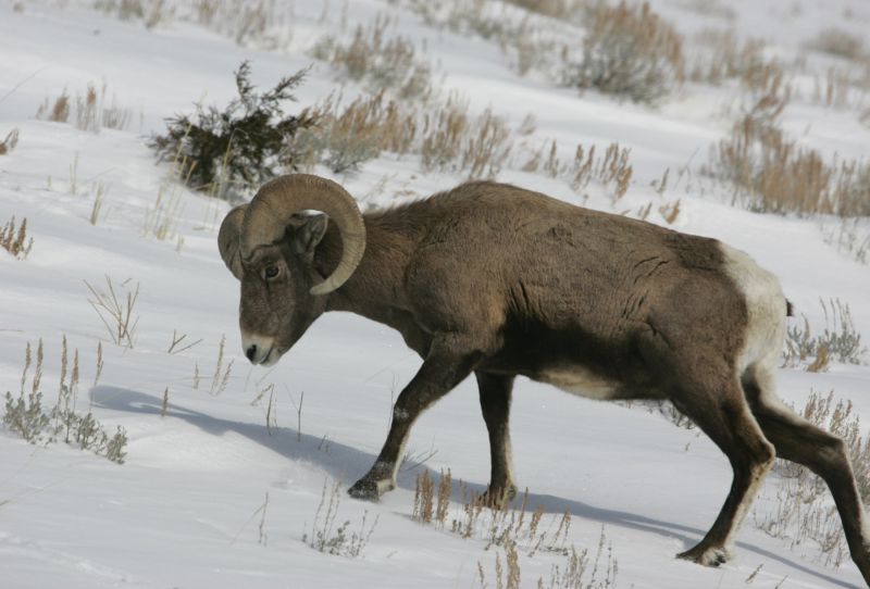 2000x1356 px,Bighorn,oaie