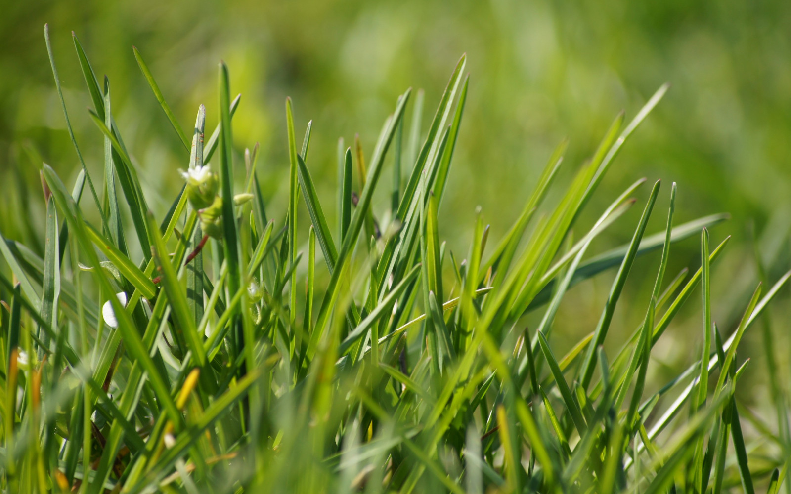 natur, græs, Mark, makro, grøn, blad, blomst, græsarealer, plante, eng, græsplæne, prærie, jord plante, blomstrende plante, makrofotografering, græs familie, stængelplante, fugtighed, festgræs-slægten