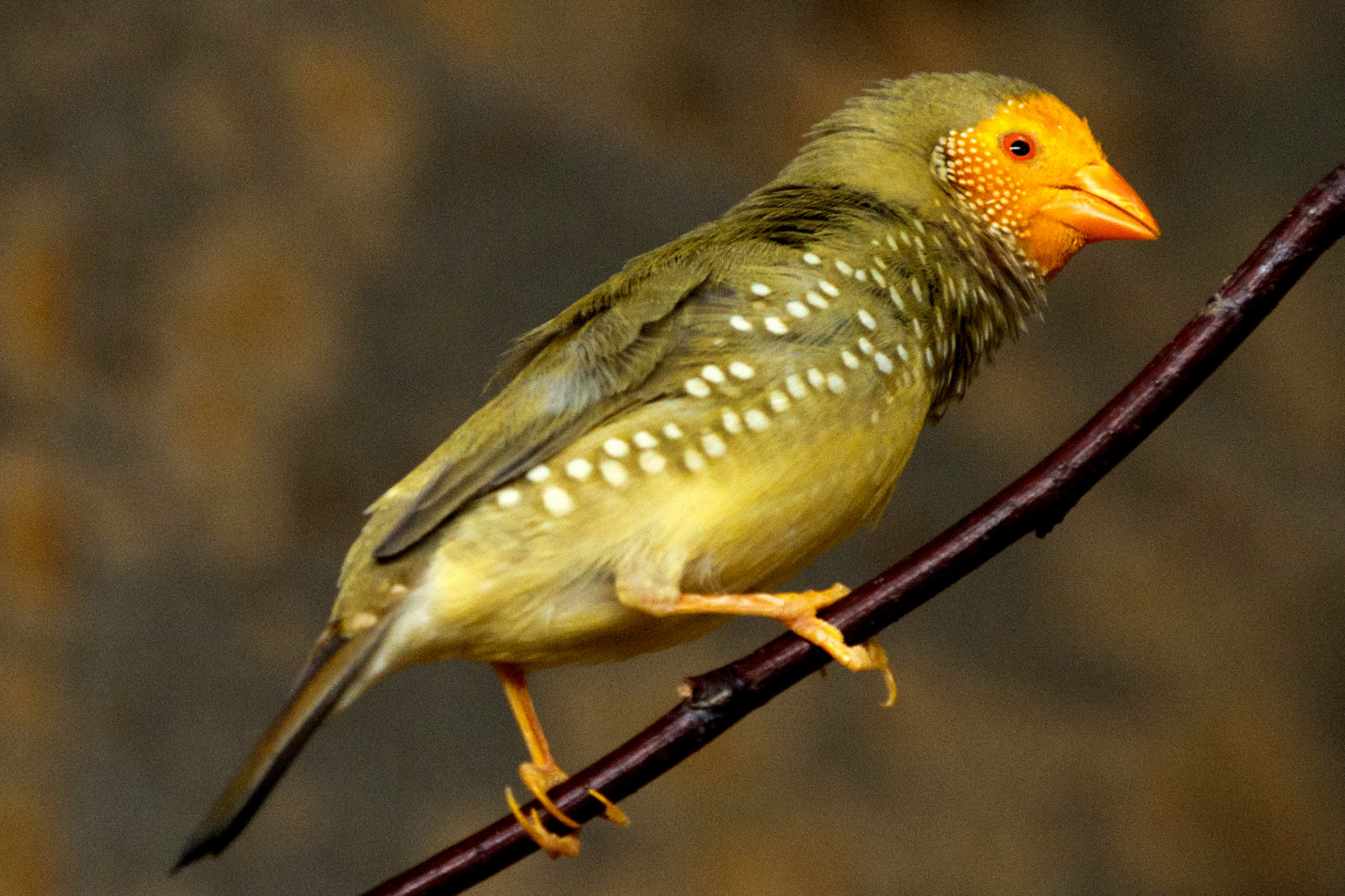 pták, fauna, zobák, pěnkava, Volně žijících živočichů, žluvovití, organismus, žluva hajní, prohlížení pták