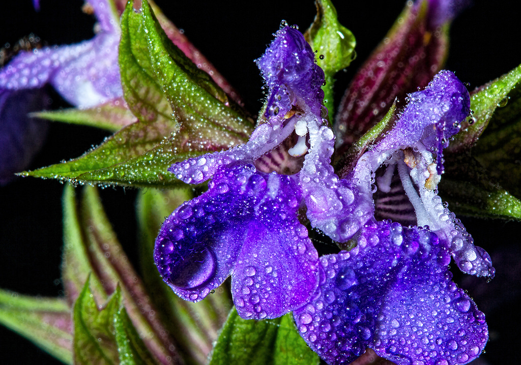 ดอกไม้, สีน้ำเงิน, สีเขียว, สีม่วง, บุปผา, ปราชญ์, น้ำค้าง, บุปผา, salviaofficinalis, commonsage