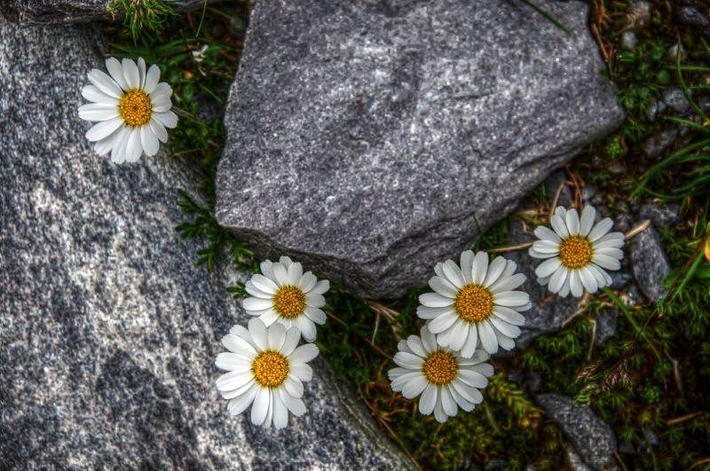 rock, flower, flora, plant, daisy family, Daisy rock, flower, flora, plant, daisy family, Daisy