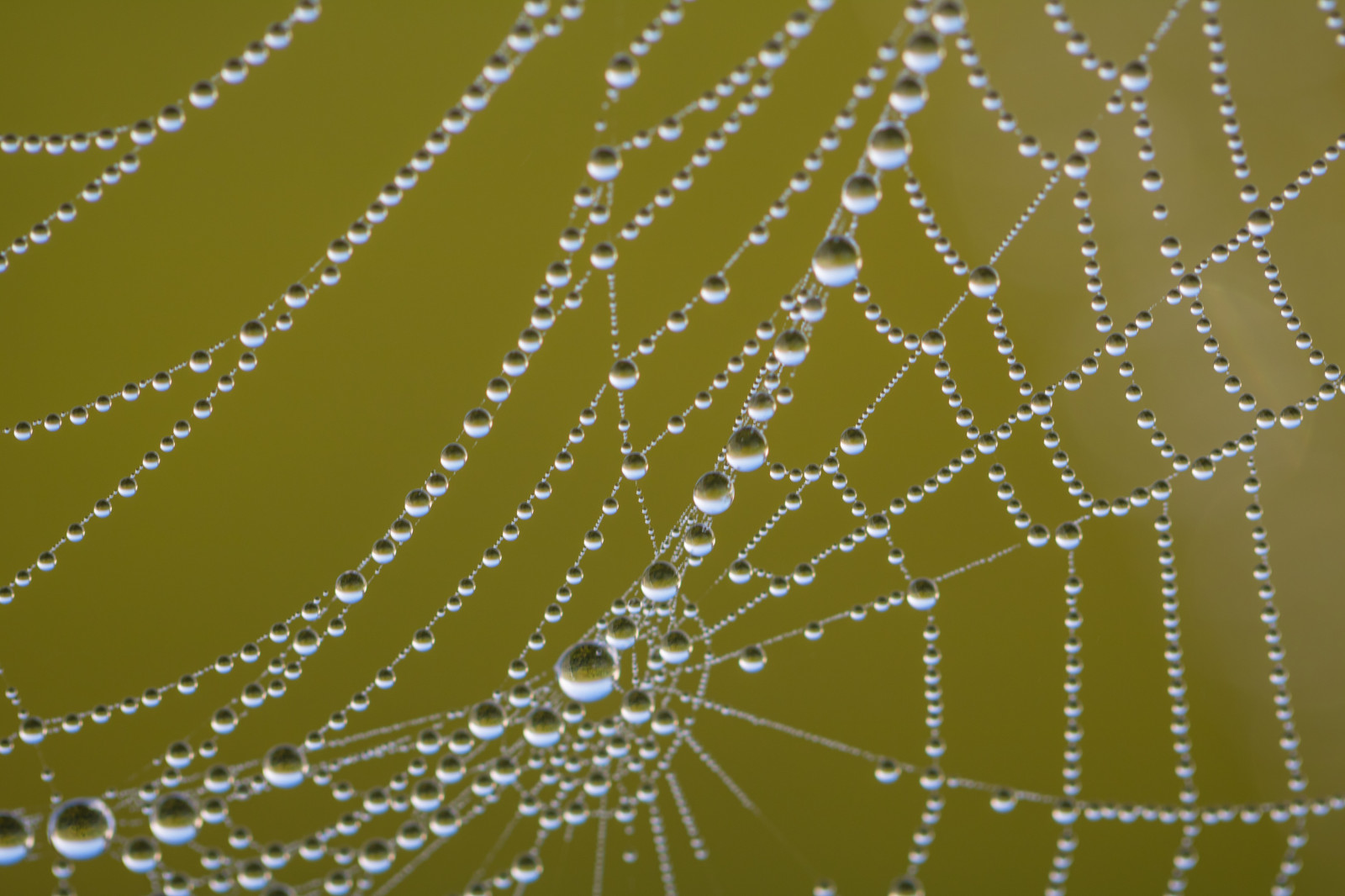 acqua, natura, macro, modello, ragno, rugiada, Aracnide, web, vatten, macro, natur, Spindeln t, Materiale, gocciolina, modello canoneos760d exif, geocountry, Marca fotocamera Canon, Geocity, modello di fotocamera canoneos760d, geostate, geolocalizzazione, exif fare canon, droppe, exif ISOSPEED 100, m nster, exif focalLength 100 millimetri, ef100mmf28lmacroisusm lente exif, Dagg, apertura exif 35, fauna, avvicinamento, fotografia macro, invertebrato, umidità, artropodo, ragnatela