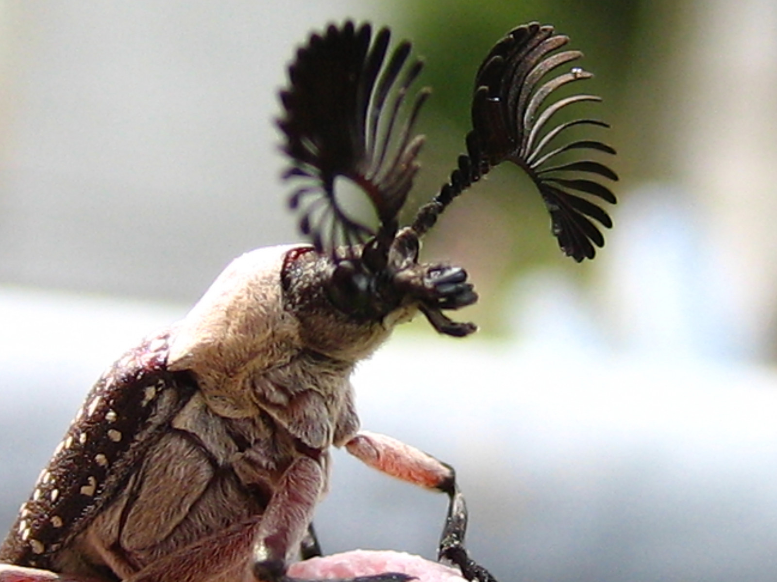 makro, podivný, štěnice, Brouk, růžky, Austrálie, Los, strašidelný, zvláštní, divný, queensland, WTF, Vzácný, arthropod, tykadla, Aardvark, Atherton, coleoptera, Rhipiceridae, Thegrandpoohbah, Hahayousaidwtf, Rhipicera, Fanhornedbeetles, Malerhipicera