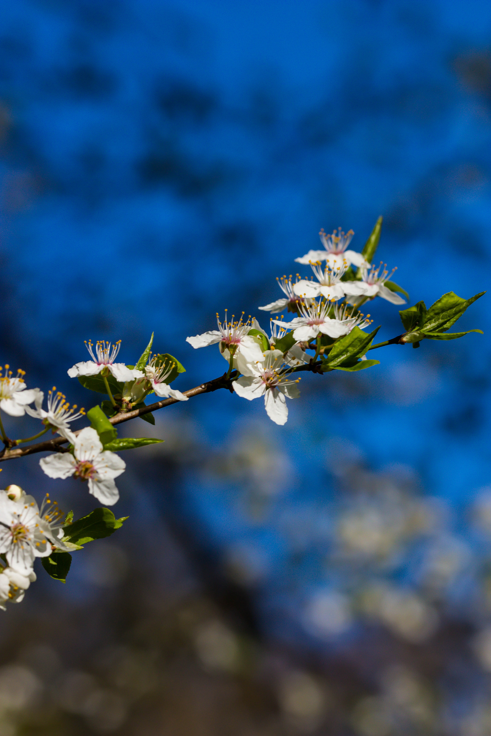 slunečnímu záření, bílý, zahrada, Příroda, park, větev, květ, jaro, strom, podzim, list, květ, rostlina, sezóna, Třešňový květ, flóra, Blomma, v r, jaro, Alnarp, vit, k RSB rsblom, alnarpsparken, divoká rostlina, vyrobit, botanika, dřevina, zblízka, keř, makro fotografie