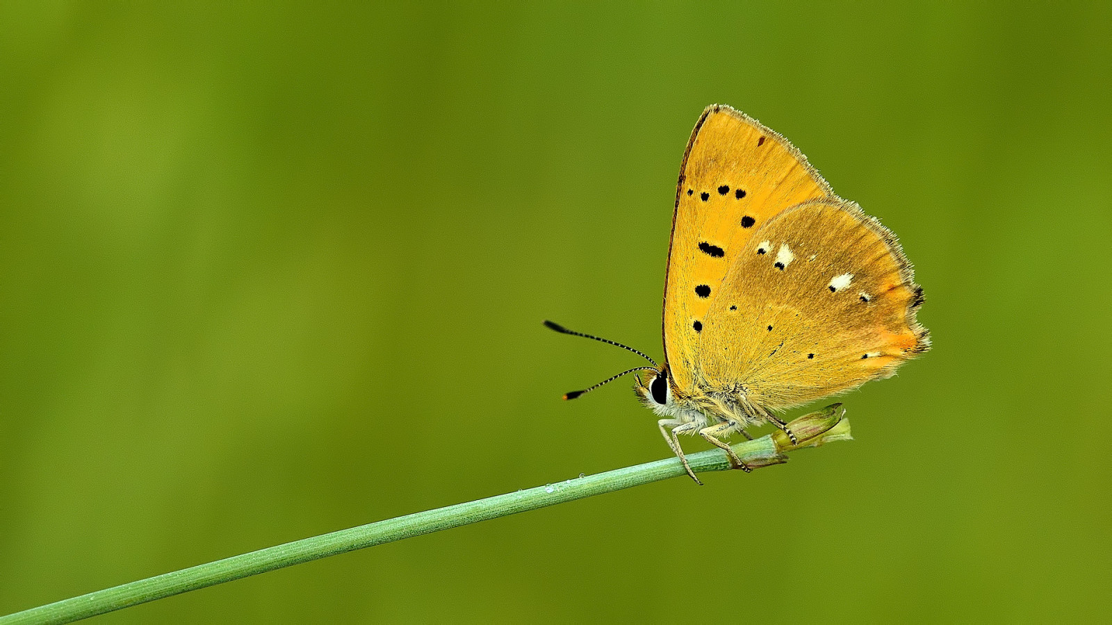 krajina, Příroda, minimalismus, pole, makro, motýl, hmyz, vzor, Volně žijících živočichů, textura, Nikon, jasný, olistění, klidný, Krásná, zvíře, venkovní, hmyz, motýli, fj rilar, os, sigma, ngc, 150, buzznbugz, makro fotografie, bezobratlý, členovců, organismus, nektar, opylovači, můry a motýli, lycaenid, Pieridae, nikondigital, Lycaenidae, štětec footed motýl, Kelebek, Schmetterlinge, fi rildi, dagfj rilar, conb m, p iv perhonen, perhonen, b bochka, Mariposas, sommerfugler