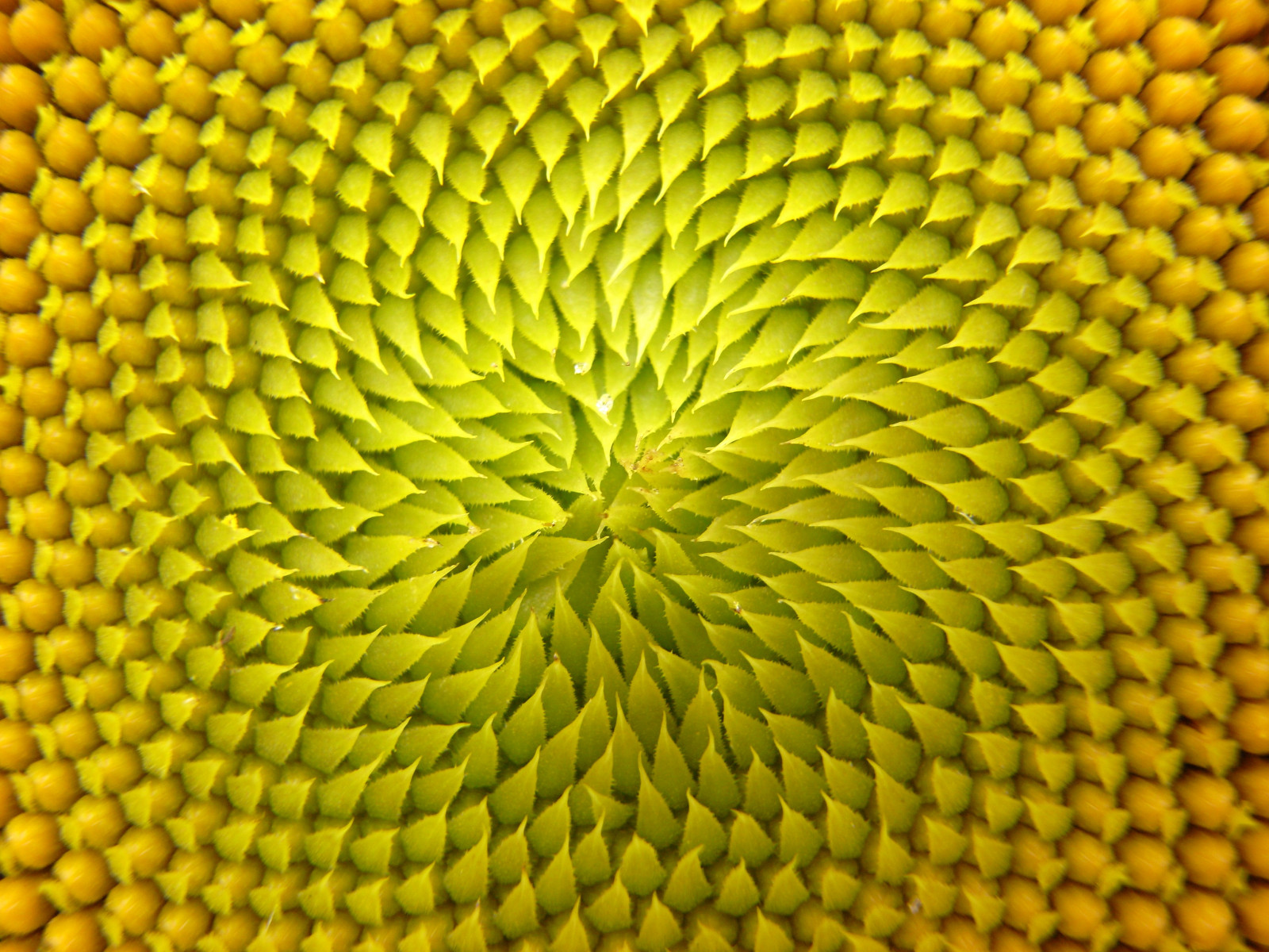 girasole, giallo, semi di girasole, fiore, avvicinamento, organismo, cibo vegetariano, modello, polline, merce, famiglia delle margherite, arancia