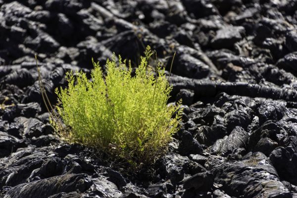 rock, nature, grass, frost, volcano, lava