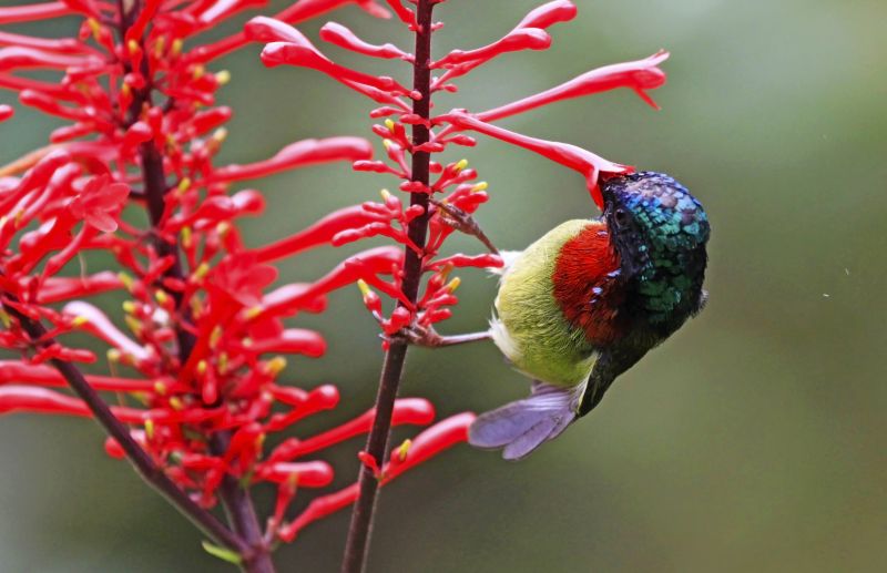 flóra, zblízka, rostlina, závod stonek, makro fotografie, organismus