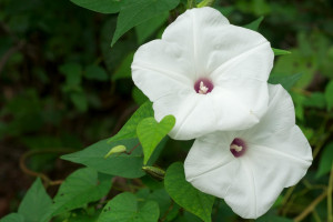 朝顔 デスクトップ壁紙 デスクトップ壁紙 Wallhere