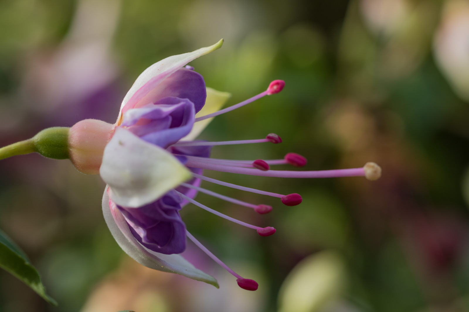 zahrada, Příroda, park, fotografování, květ, podzim, květ, rostlina, flóra, Blomma, h st, exif modelu canoneos760d, geocountry, Kamera aby kánon, geocity, Model fotoaparátu canoneos760d, geostate, geolocation, exif aby kánon, EXIF isospeed 100, EXIF otvor 45, exif focallength 100mm, EXIF ef100mmf28lmacroisusm čočka, Alnarp, okvětní lístek, divoká rostlina, botanika, suchozemská rostlina, kvetoucí rostlina, zblízka, keř, makro fotografie, závod stonek