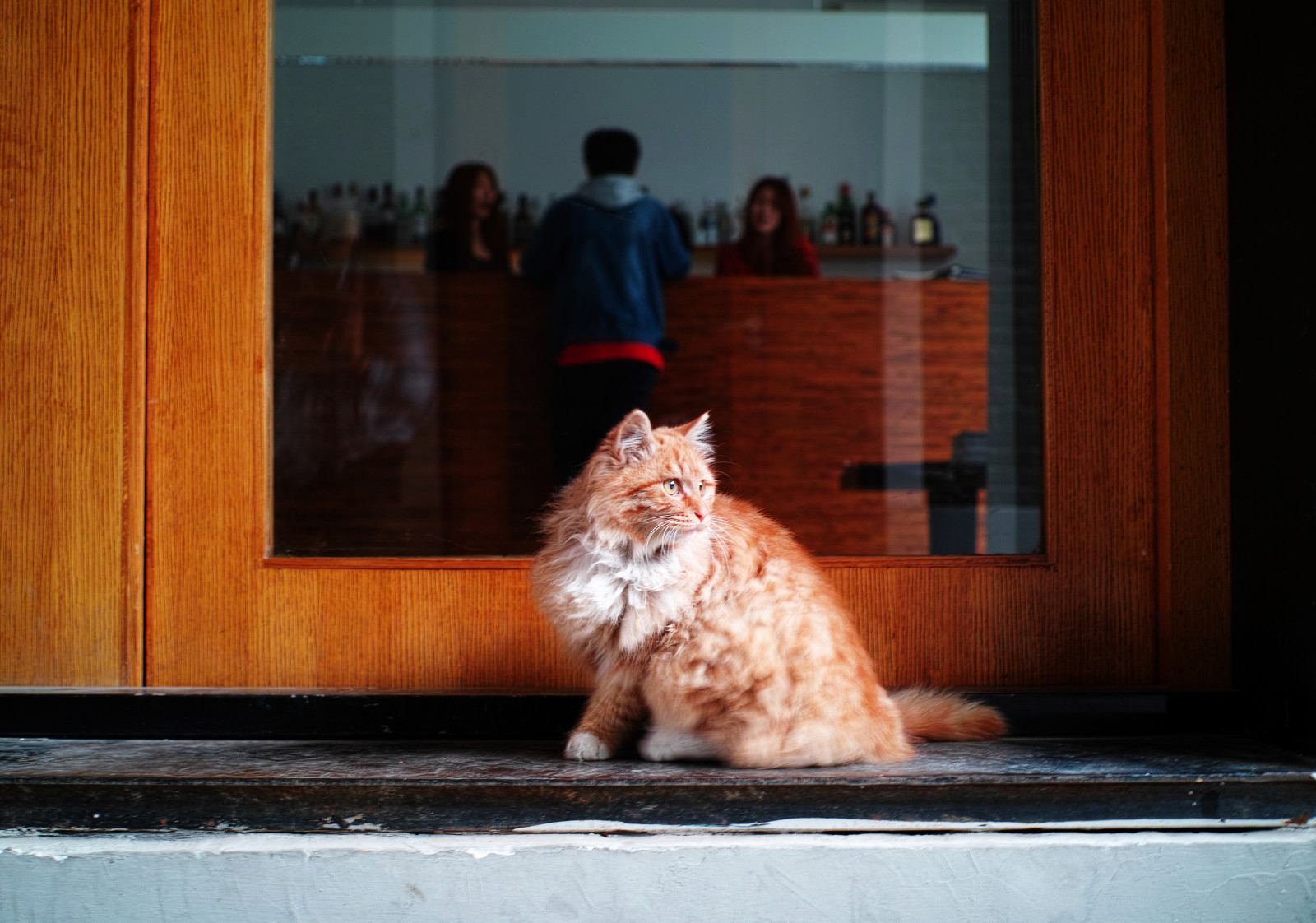 kočka, život, moji přátelé, kotě, savec, kočka jako savci, malé až středně velké kočky