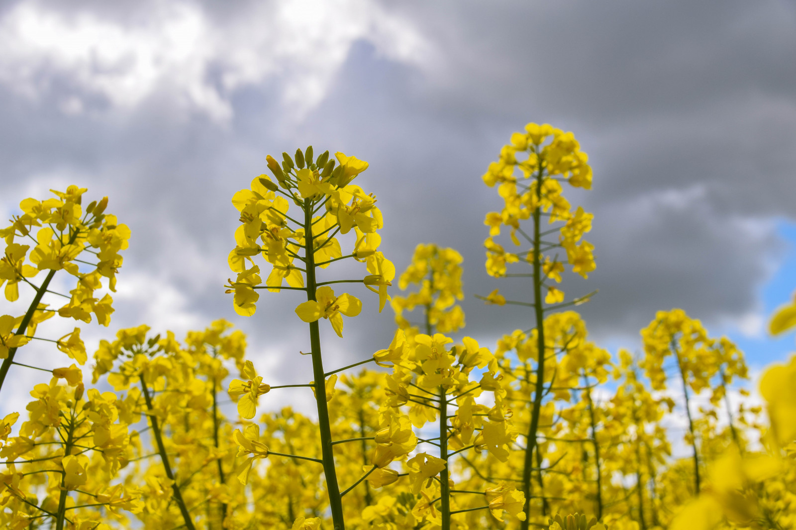 Sonnenlicht, Lebensmittel, Natur, Himmel, Feld, Ast, Gelb, blühen, Schweden, Sverige, Raps, Wolke, Baum, Blume, Pflanze, draussen, Sk nel n, Se, Himmel, Sk ne, Landschaft, Landschaftlich, vergewaltigen, Straßen, Brassicanapus, Verkratzt, Spannm l, Canola, Landwirtschaft, Wiese, Ernte, produzieren, Landanlage, blühende Pflanze, Grasfamilie, Gemüse, Brassica, Senfpflanze