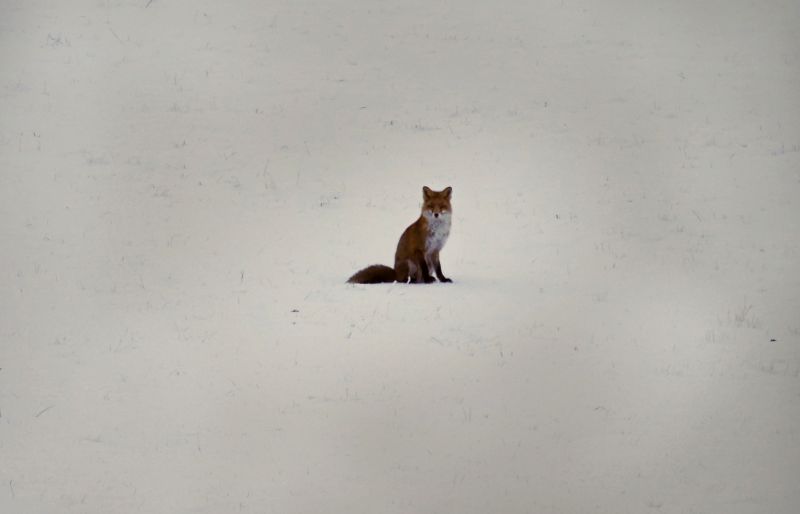 zima, fauna, sníh, Volně žijících živočichů, ocas, pes jako savec zima, fauna, sníh, Volně žijících živočichů, ocas, pes jako savec