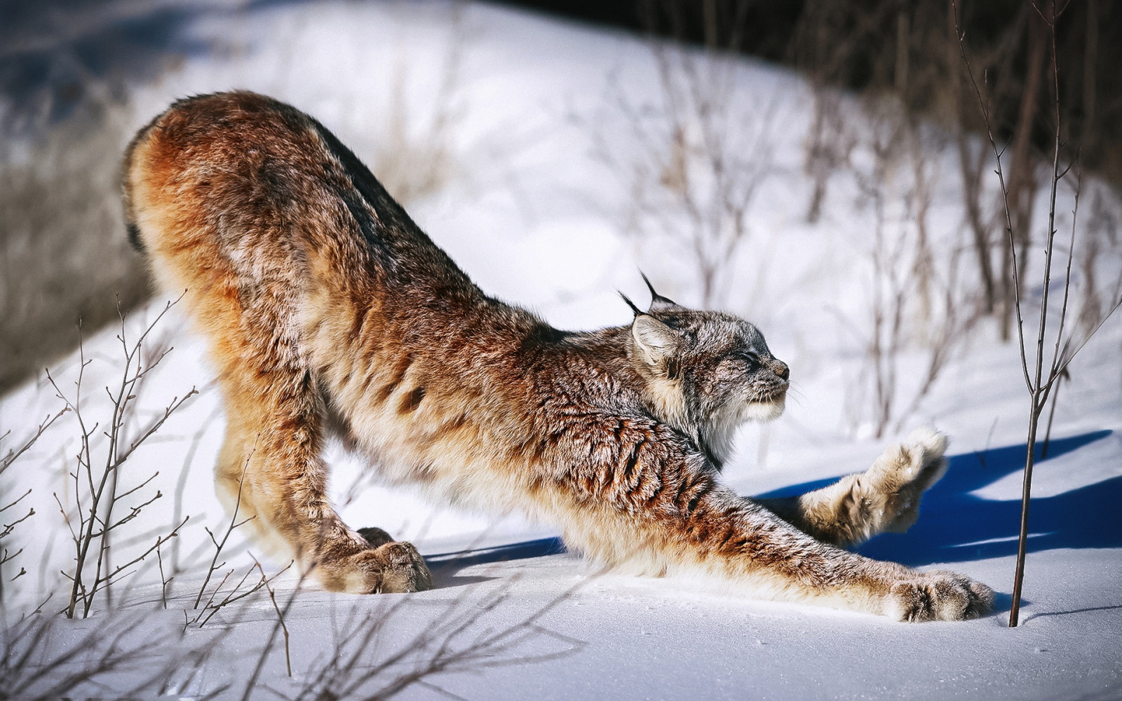 Winter, Schnee, große Katzen, Tiere, Säugetiere