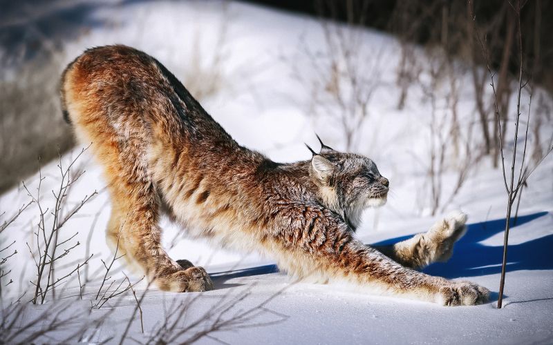 talvi-, lumi, isot kissat, eläimet, nisäkkäät talvi-, lumi, isot kissat, eläimet, nisäkkäät