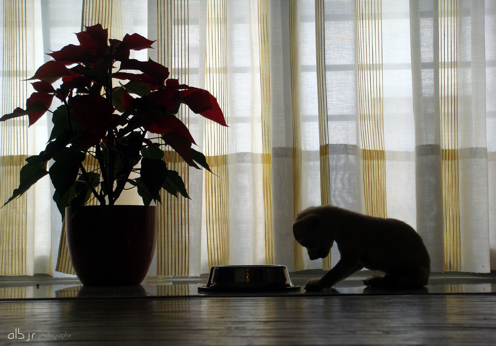 jul, hund, blomst, contraluz, amigo, navidad, ven, opdagelsesrejsende, flor, Pascua, perro, alberto, manuel, Rey, Nadal, fiel, maceta, Jimenez, boti, flickraward, albjr, mygearandme, flickrsportal, albjr7, alylu