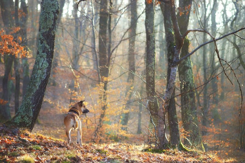 sunlight, forest, nature, dog, wildlife, branch sunlight, forest, nature, dog, wildlife, branch