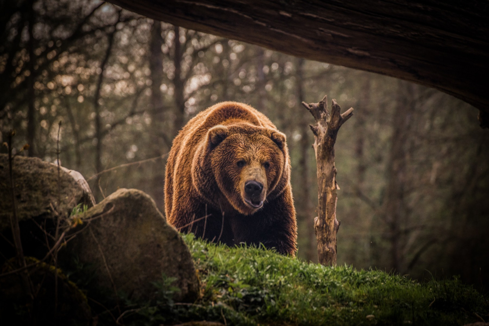 hewan, alam, margasatwa, beruang, Kebun binatang, Beruang grizzly, beruang coklat, kegelapan, beruang, fauna, binatang menyusui