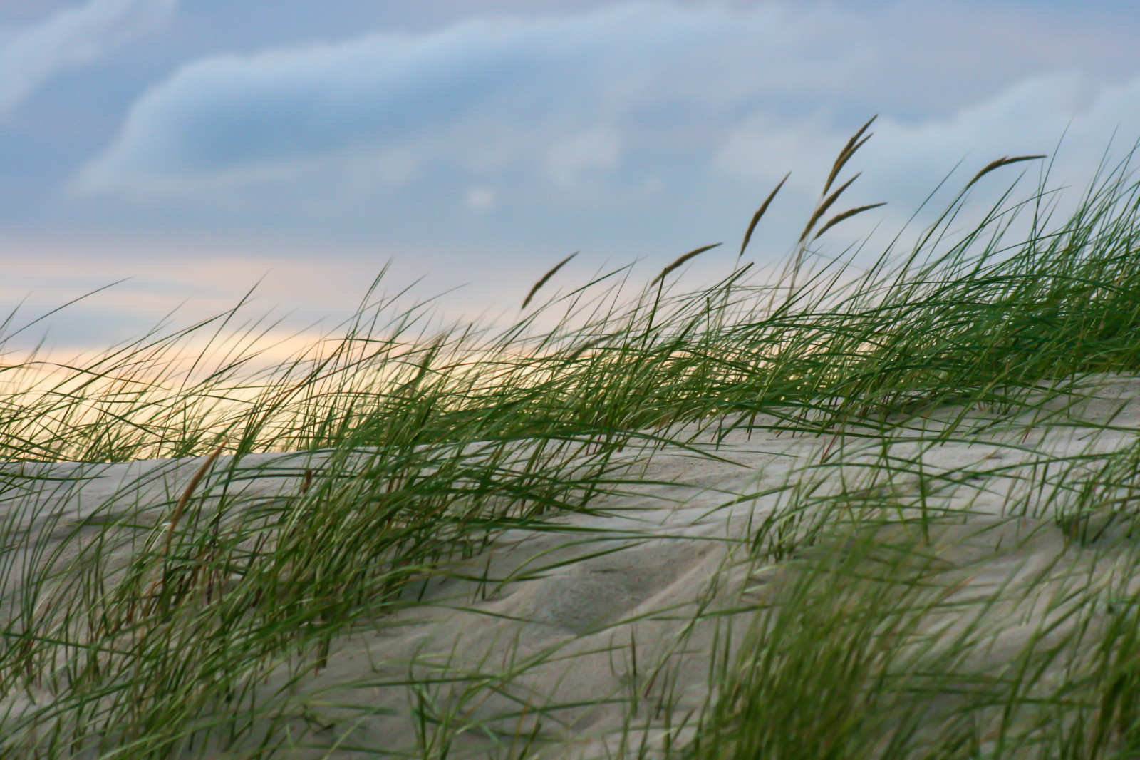 landskab, hav, vand, natur, kyst, sand, græs, himmel, skyer, strand, Tyskland, Sol, vind, ø, sommer, Bank, paysage, Nord, steppe, vådområde, klitter, Landschaft, græsarealer, plante, ocean, paisaje, himmel, streng, natur, deutschland, vegetation, ebbe, Insel, wolken, sonne, sommer, Friesland, Nordsøen, paesaggio, Nebel, prærie, nordsee, photophob, marsk, Norddeutschland, økosystem, græs familie, Phragmites, økoregion, watt, Flut, Nordfriesland, Amrum, wittd n, Norddorf, Steenodde, Kniepsand, Kniep, s ddorf, strandenge, Strandhafer, Dunen