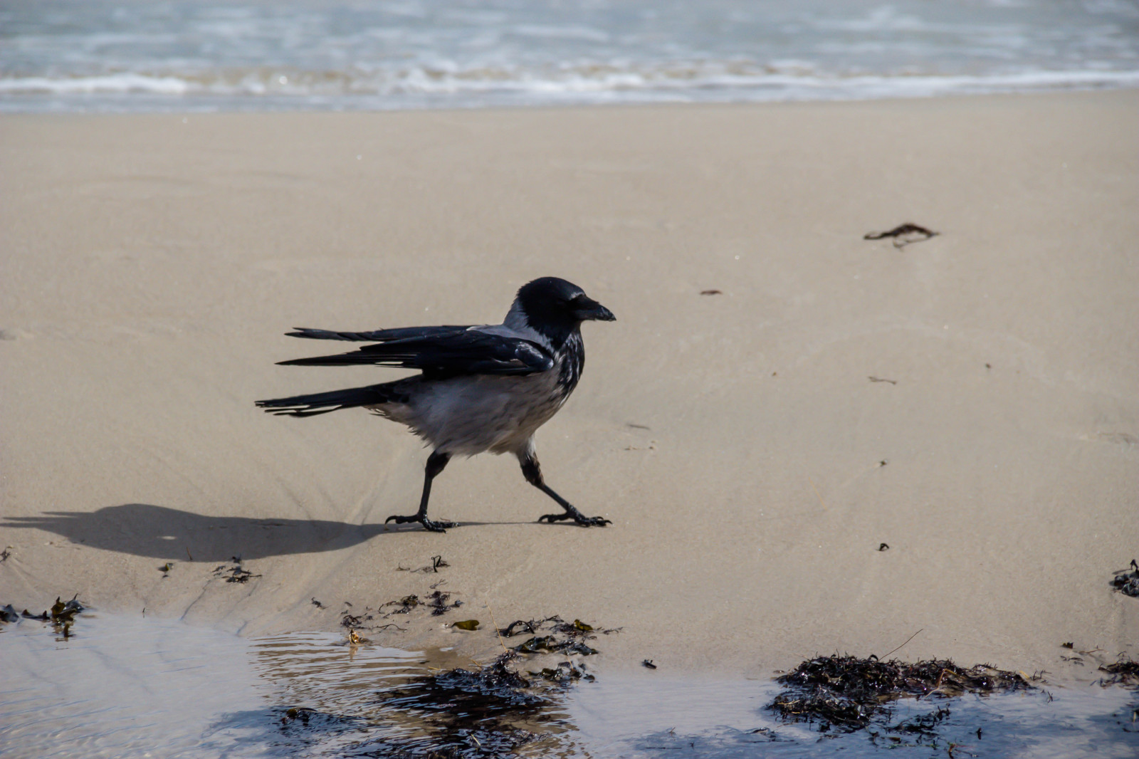 Wallpaper sea, sand, winter, beach, blue, coast, wildlife, weather
