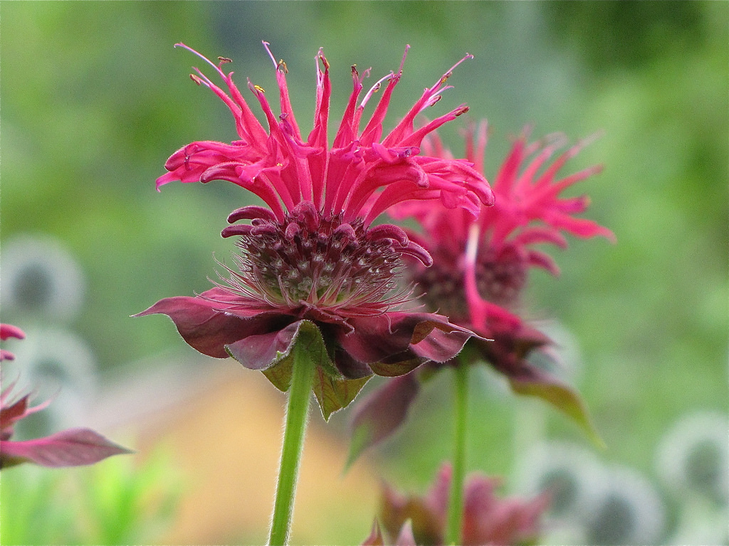 květiny, Přátelé, Červené, Příroda, flóra, bokeh, Beebalm, Soe, hrnec zlata, Clevelandzoo, lovelyflowers, topshots, flowerotica, supershots, shieldofexcellence, flowersarebeautiful, excellentflowers, goldstaraward, goldstarawardgoldmedalwinner, excellentsflowers, natureselegantshots, rubyphotographer, mimamorflowers, naturespotofgold, flickrflorescloseupmacros, panoramafotografico, saariysqualitypictures, printedalready, thebestofmimamorsgroups, greatshotss, Pogchallengewinners, mamasbloomers, Pěkný, Rubyawards5, Goldstaraward5, Rubyphotographer10, Goldstarhalloffame, Rainbowelite