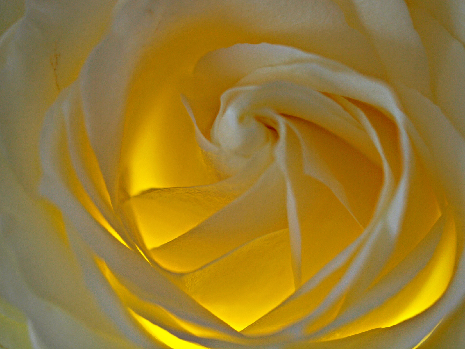 bílý, Příroda, detailní, makro, žlutý, drak, růže, květ, kubismus, květ, osvětlené, prozkoumat, rostlina, flóra, makro, okvětní lístek, anawesomeshot, Béžová, abigfave, Soe, natureselegantshots, excellentsflowers, flowersarebeautiful, topshots, mywinners, golddragon, platinumphoto, diamondclassphotographer, flickrdiamond, goldstaraward, blume, damniwishidtakenthat, supershot, cena, bl te, flowersmacroworld, dragondaggerphoto, pflanze, nahaufnahme, hobbyphotograph, andreasfucke, fantasticflower, suchozemská rostlina, kvetoucí rostlina, zblízka, makro fotografie, závod stonek, zahradní růže, růže rodina, dráp, dragondaggeraward, Beleuchtung, instruktivní, Weise, beleuchtet, bluete, indirekt, nepřímo