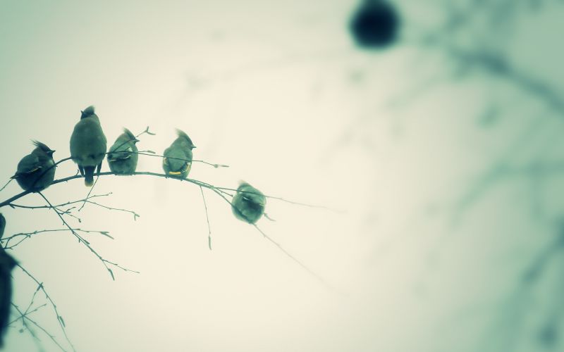 1920x1200 px,zvěř,ptactvo,větev,peří,fotografování