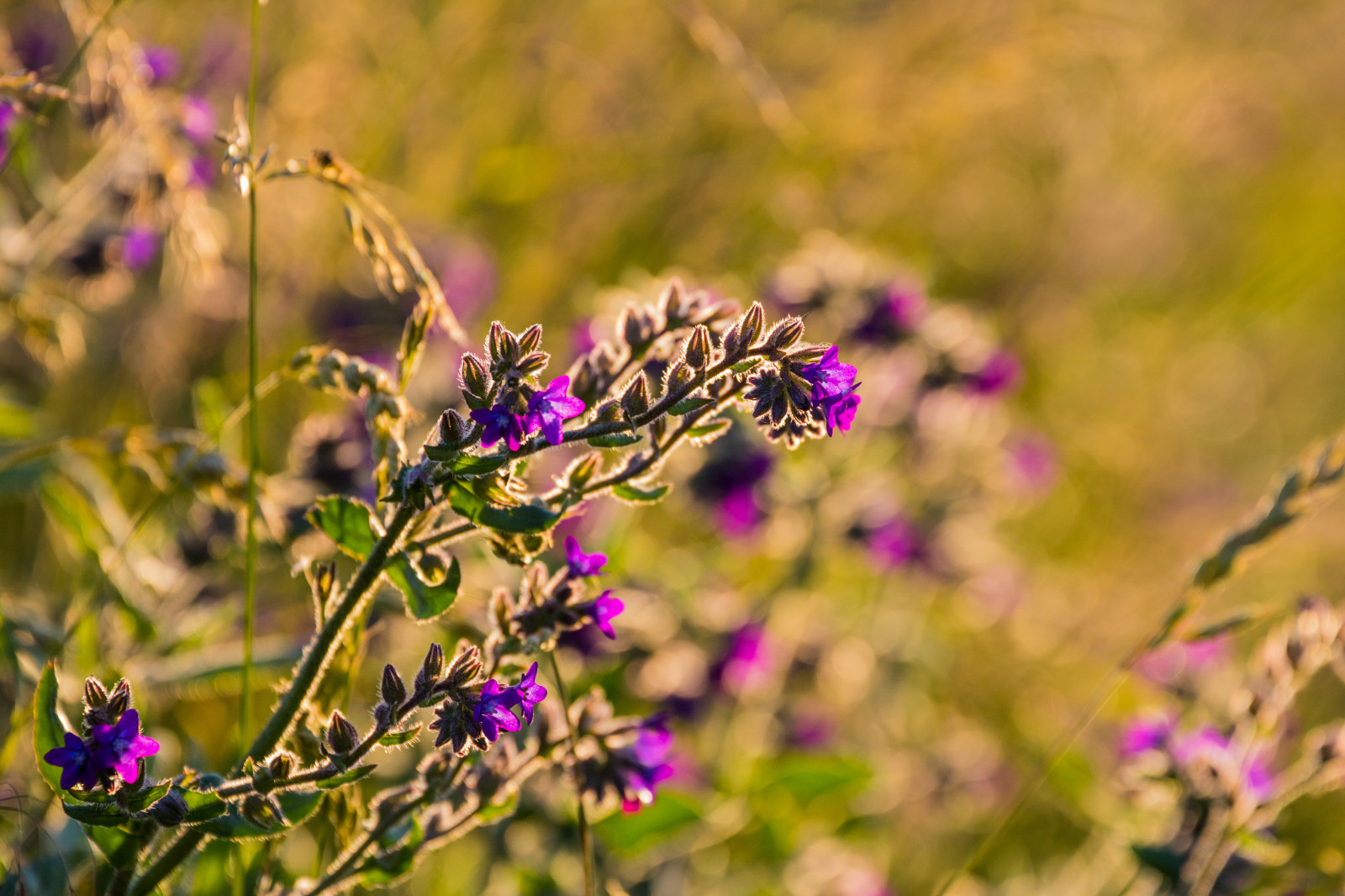 slunečnímu záření, západ slunce, Příroda, tráva, větev, květ, světlo, podzim, list, květ, rostlina, zlatá hodina, flóra, solnedg ng, Blomma, ljus, v xt, exif modelu canoneos760d, geocountry, Kamera aby kánon, geocity, Model fotoaparátu canoneos760d, geostate, geolocation, exif aby kánon, EXIF isospeed 320, EXIF otvor 63, EXIF ef70300mmf456lisusm čočka, gyllenetimmen, exif focallength 300mm, louka, divoká rostlina, prérie, botanika, suchozemská rostlina, kvetoucí rostlina, zblízka, keř, makro fotografie