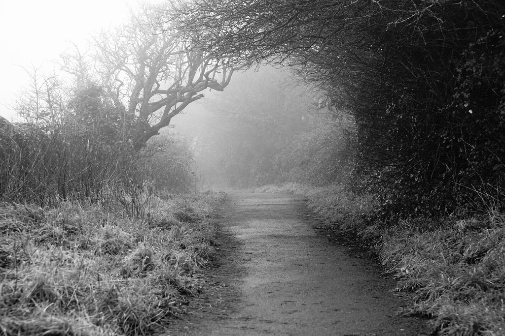slunečnímu záření, stromy, krajina, les, černobílý, voda, Příroda, tráva, nebe, venku, zima, silnice, fotografování, větev, večer, ráno, mlha, mráz, Sony, atmosféra, oblouk, cesta, zmrazení, Černý a bílý, strom, mlha, rostlina, tělesné, Černá bílá, A6000, zálesí, Černý a bílý, monochromatické fotografování, dřevina, jev, Clevedon, northsomerset, stock photography