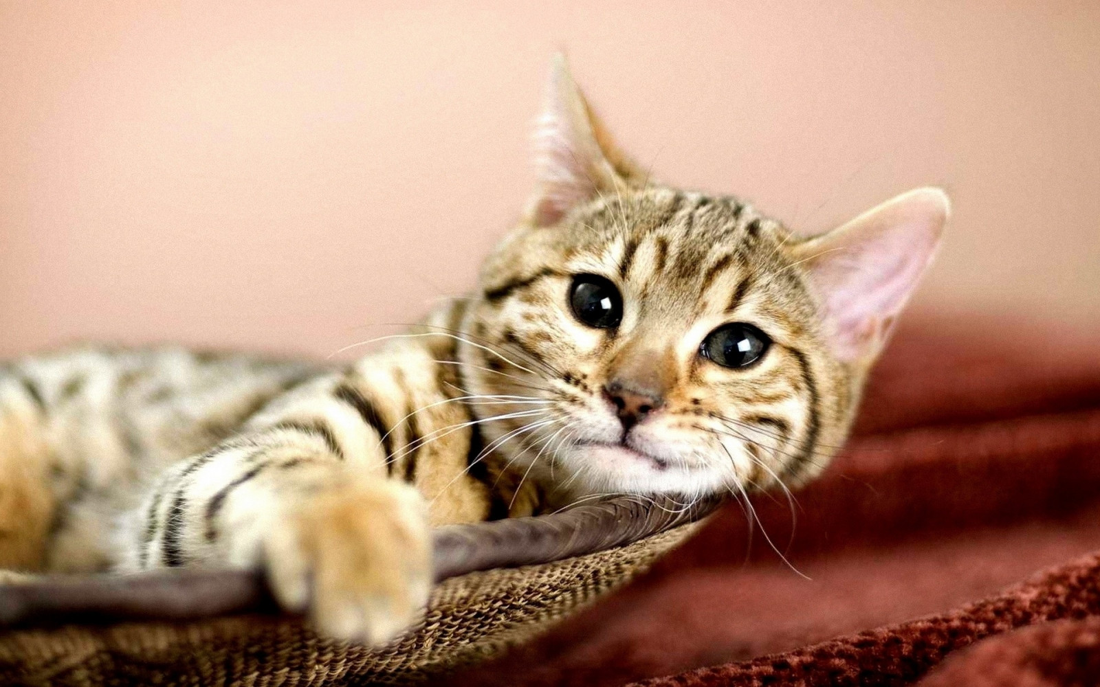 Wallpaper cat, face, eyes, lie down, pleased 1920x1200 1065089