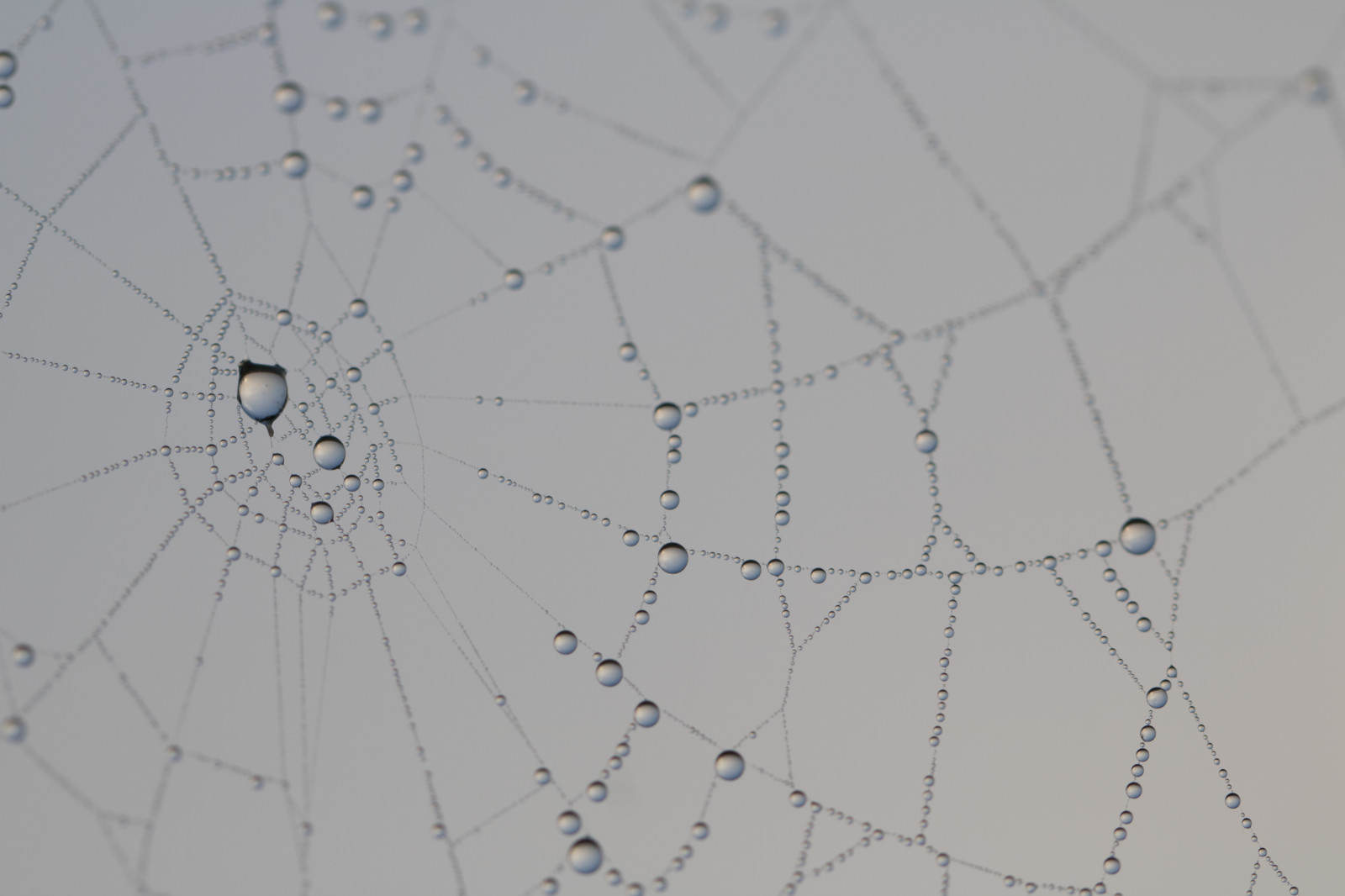 acqua, natura, riflessione, simmetria, modello, cerchio, ragno, rugiada, Aracnide, far cadere, vatten, natur, Spindeln t, Materiale, linea, gocciolina, s dersl TT, reflektion, modello canoneos760d exif, geocountry, Marca fotocamera Canon, Geocity, modello di fotocamera canoneos760d, geostate, geolocalizzazione, exif fare canon, exif ISOSPEED 100, m nster, apertura exif 45, exif focalLength 100 millimetri, ef100mmf28lmacroisusm lente exif, Dagg, n t, vattendroppe, ala, invertebrato, ragnatela