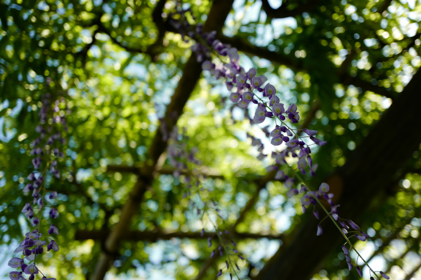 Japan, sollys, Skov, have, natur, afdeling, grøn, blomst, Leica, Tokyo, Wisteria, Jp, lys, træ, efterår, blad, blomst, plante, sæson, flora, summilux, leicaq, summilux1728, q, 1728, Kameido, skov, fremstille, botanik, jord plante, blomstrende plante, vedplante, løvfældende