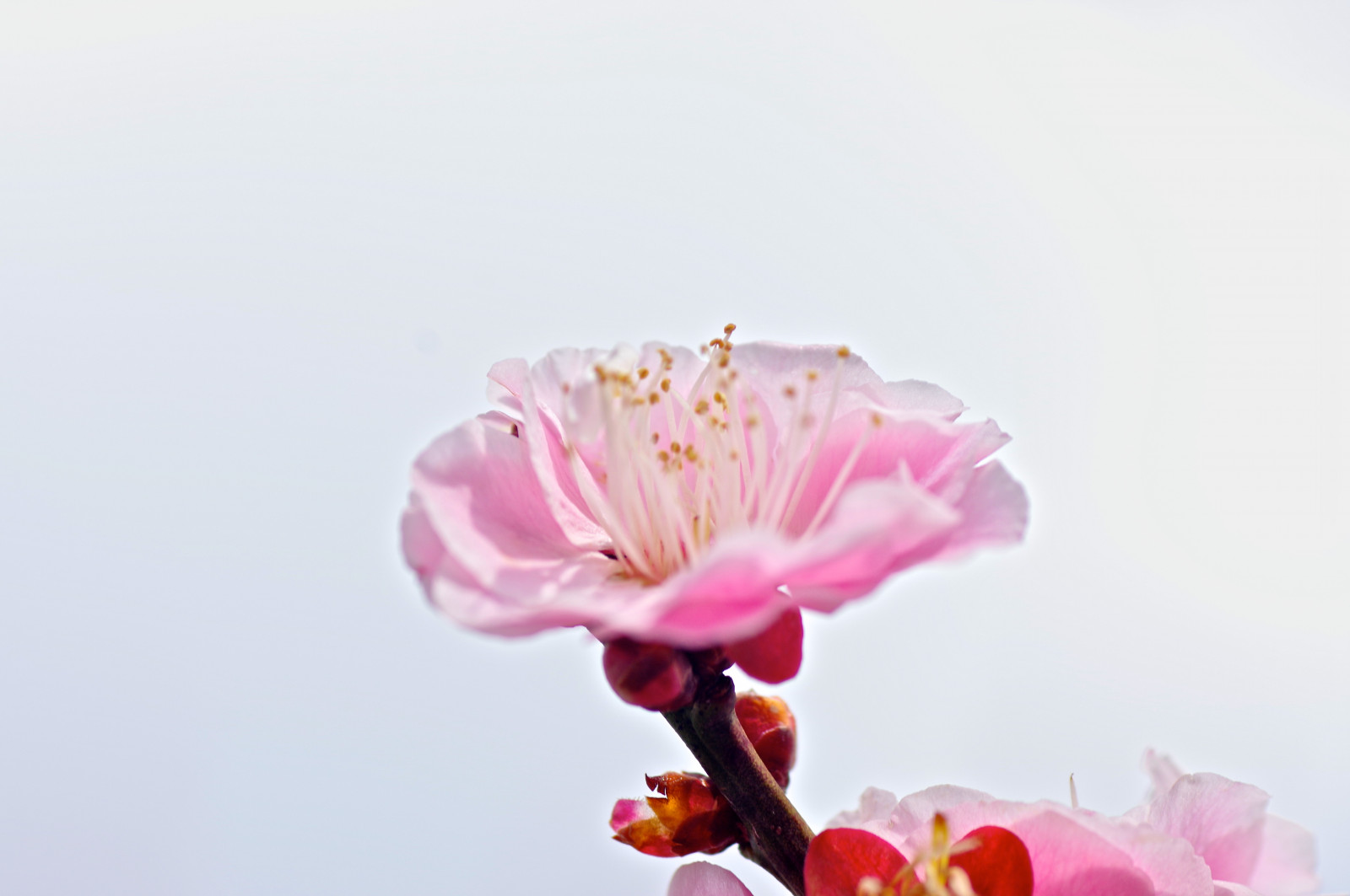 บุปผา, ดอกซากุระ, เบ่งบาน, สีชมพู, ฤดูใบไม้ผลิ, Pentax, tamron, ดอกไม้, ปลูก, บาน, พลัม, อุม, กลีบดอก, pentaxart, วอลล์เปเปอร์คอมพิวเตอร์, พืชดอก, ใกล้ชิด, การถ่ายภาพมาโคร, ครอบครัวสีชมพู