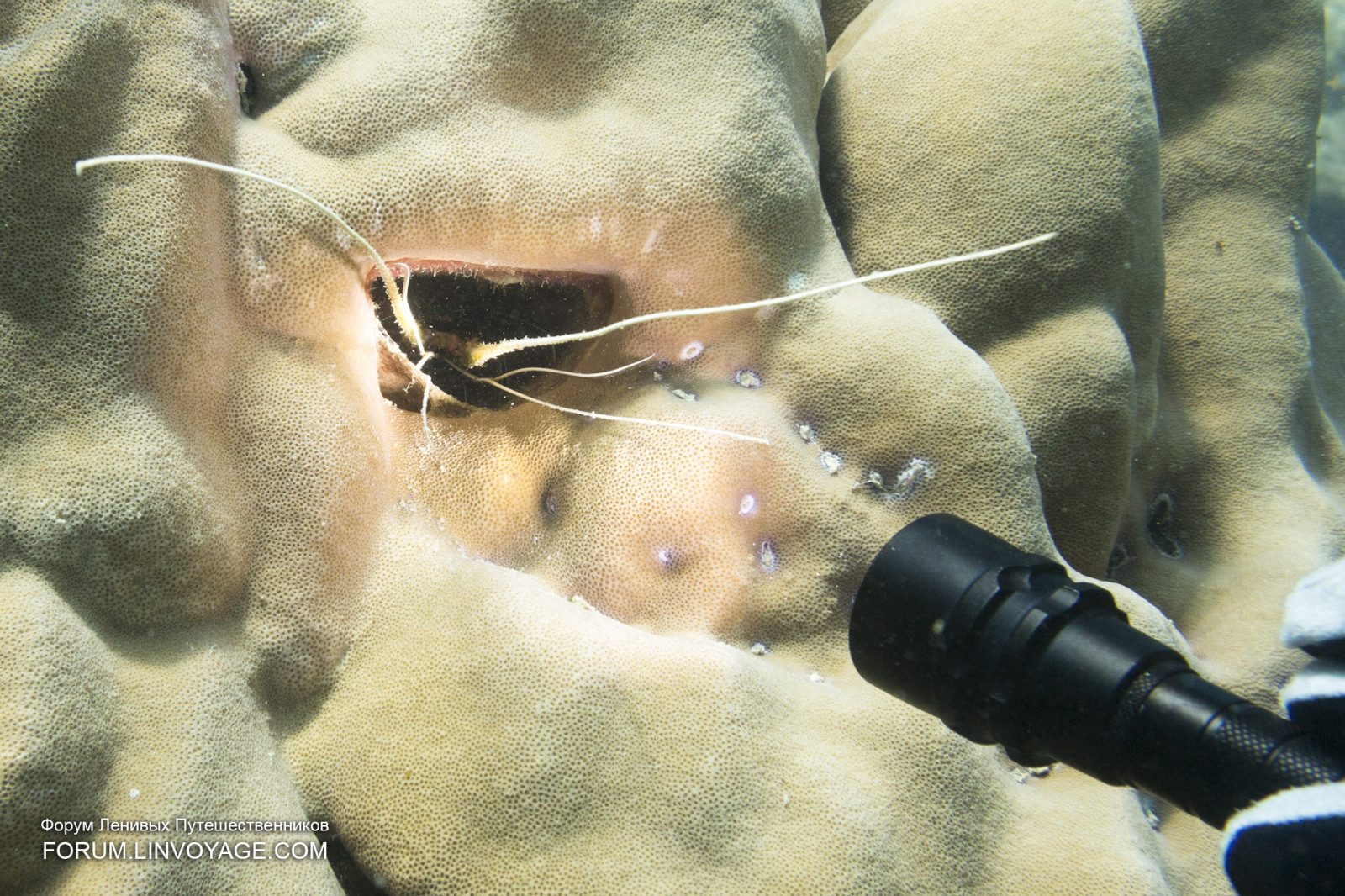 เรือ, พระอาทิตย์ตก, ทะเล, น้ำ, ท้องฟ้า, ยานพาหนะ, ปลา, สีเขียว, สีน้ำเงิน, ดวงอาทิตย์, ใต้น้ำ, ปะการัง, เกาะ, ฤดูร้อน, จมูก, มาเลเซีย, ดำน้ำดูปะการัง, เรือยอชท์, ประเทศไทย, เรือเร็ว, ตกปลา, หัว, ดำน้ำ, ลังกาวี, สี, สงบ, กลางแจ้ง, มหาสมุทร, เปลือก, รูปถ่าย, เสา, ลอบสเตอร์, พัทยา, Samui, ภูเก็ต, phuketian, แล่นเรือ, ลันตา, phuketphotographernet, forumlinvoyagecom, ปะการัง, หลี, httpforumlinvoyagecom, แนวปะการัง, o, ภาพ, ปฏิสัมพันธ์