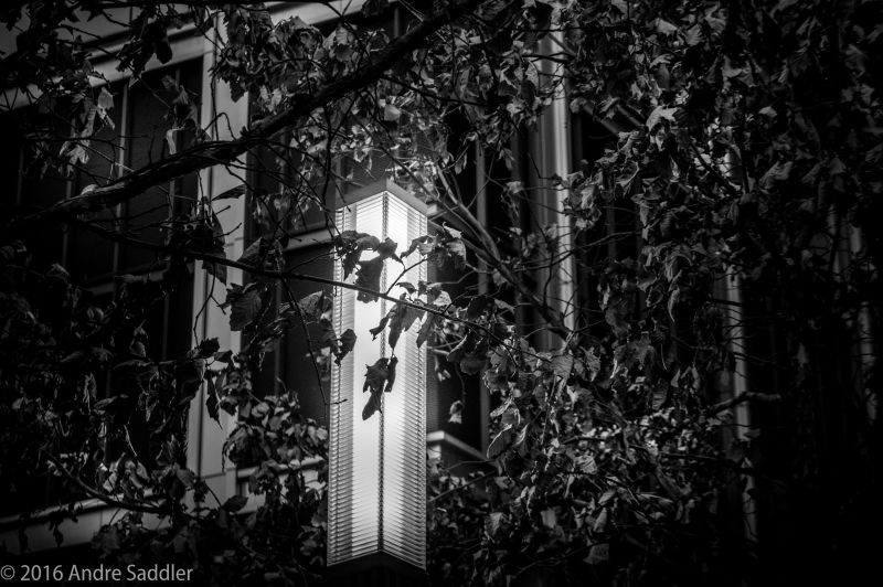 5456x3632 px, lámpara, hojas, monocromo 5456x3632 px, lámpara, hojas, monocromo