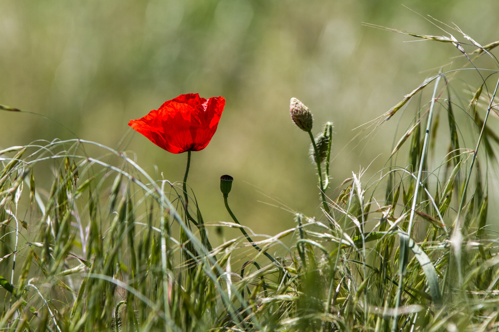 blomster, rød, makro, natur, Milano, natura, Campagna, Erba, valmuer, fiori, Prato, Pianura, papavero, Padana, sancolombanoallambro, roddo, mat56