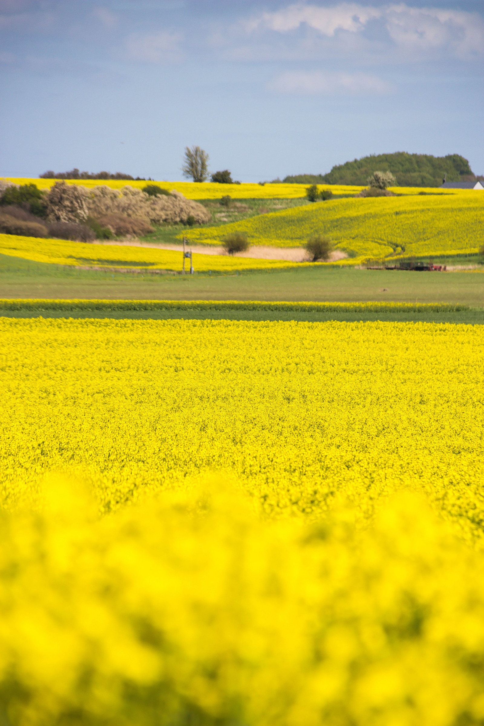 krajina, jídlo, pole, žlutý, řepkového, květ, lučina, rostlina, venkov, nárazy, gul, f lt, landskap, řepka, rapefield, Guld, podané, zemědělství, louka, prostý, prérie, oříznutí, venkov, vyrobit, suchozemská rostlina, kvetoucí rostlina, tráva rodina, zeleninový, brassica, hořčice závod, brassica rapa, hořčice a zelí rodina