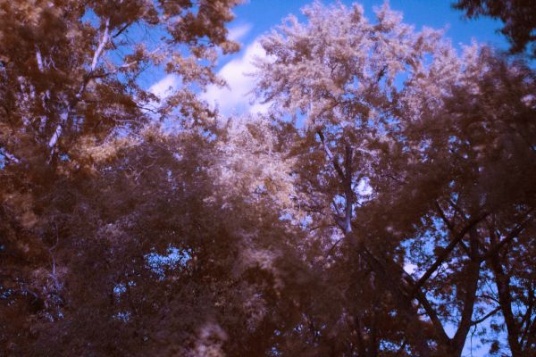 Photoshop, sunlight, forest, nature, sky, winter