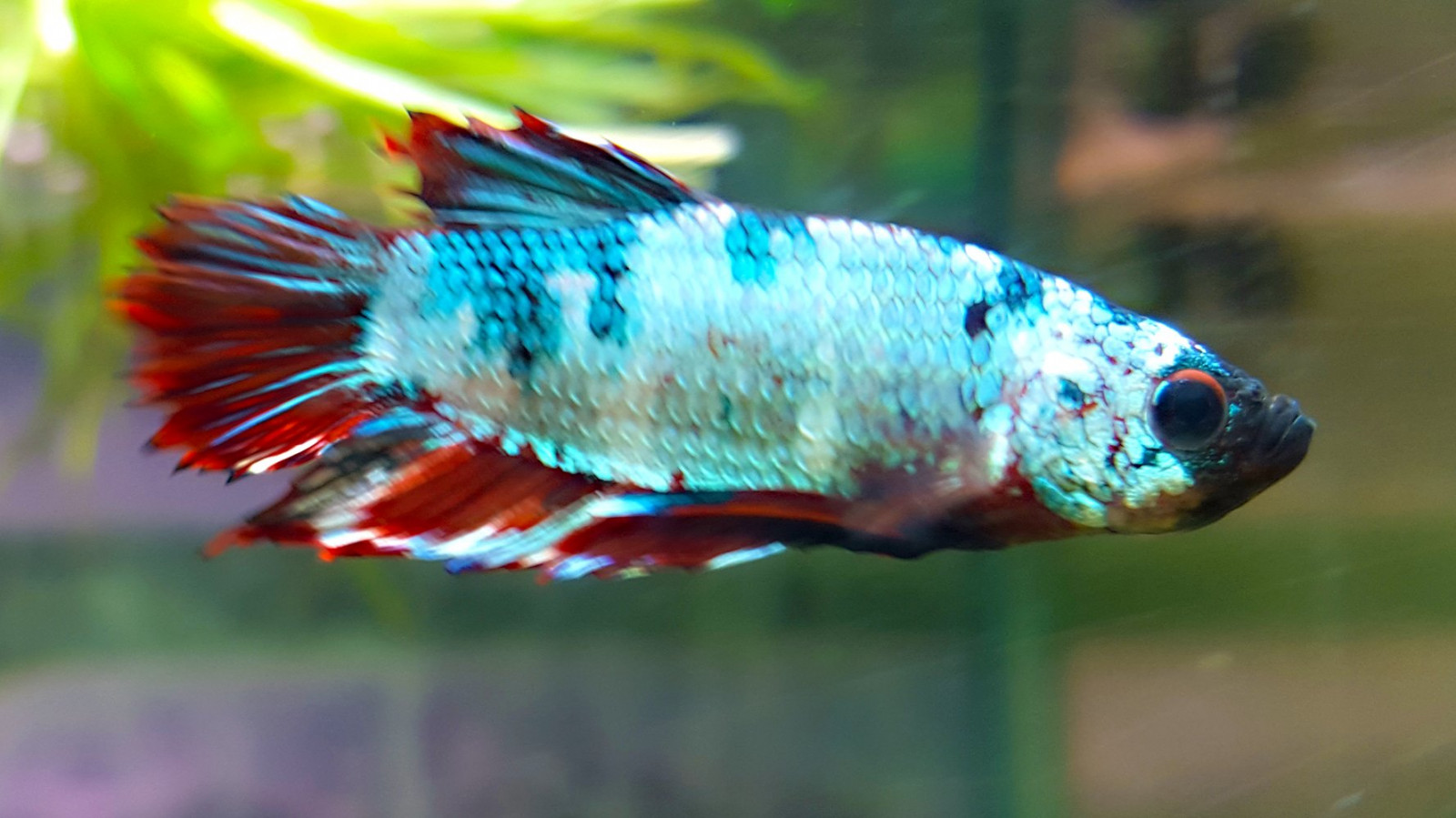 Hintergrundbilder : 1778x1000 px, Betta, Kampf, Fisch, psychedelisch ...