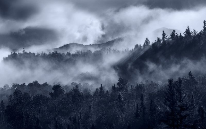 trees, landscape, forest, mountains, monochrome, nature trees, landscape, forest, mountains, monochrome, nature