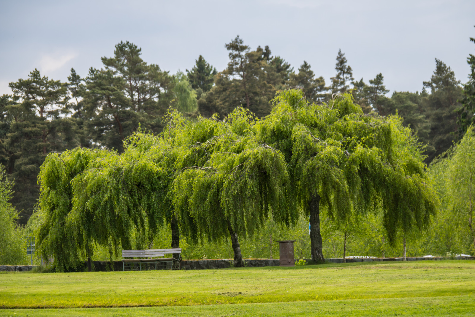 kopec, Příroda, tráva, park, pole, zelená, Stockholm, strom, list, květ, rostlina, tr d, kyrkog rd, pastvina, hřbitov, attackfoto, attackfoto7, skogskyrkog rden, thewoodlandcemetery, louka, trávník, zálesí, háj, venkov, botanika, suchozemská rostlina, dřevina, ekosystém, keř