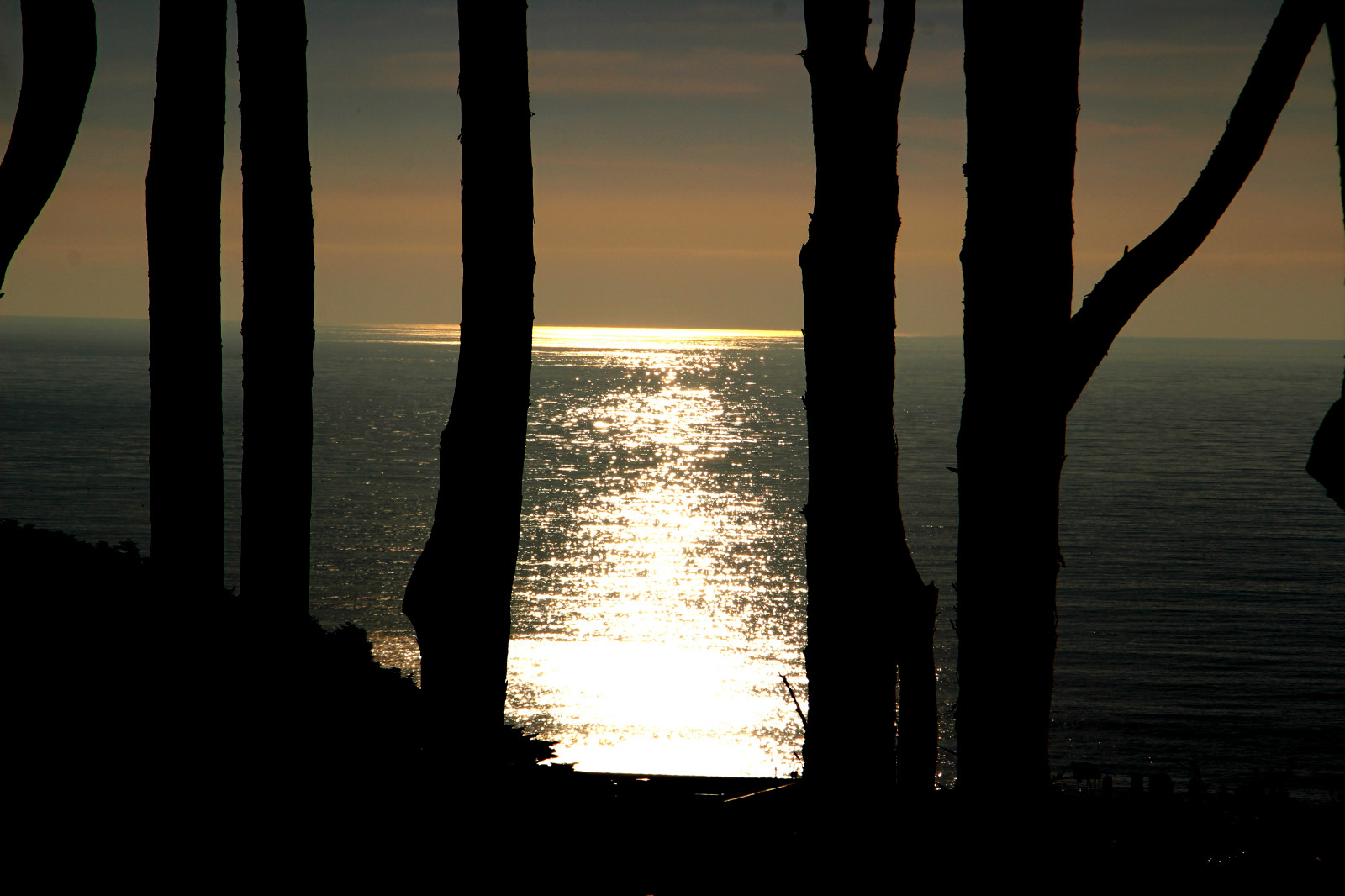 slunečnímu záření, stromy, západ slunce, moře, voda, odraz, stín, silueta, svítání, večer, ráno, horizont, soumrak, světlo, svítání, oceán, vlna, tma, Tichý oceán, atmosférický jev, sunfall