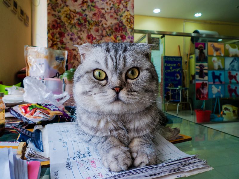 котка,моите приятели,бозайник,гръбначен,котка като бозайник,малки и средни котки