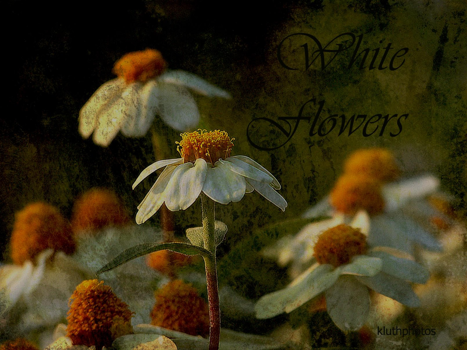 ดอกไม้, สีขาว, ภาพถ่าย, พื้นผิว, photoshopelements, itg, Ghostworks, artistictreasurechest, coppercloudsilvernsun